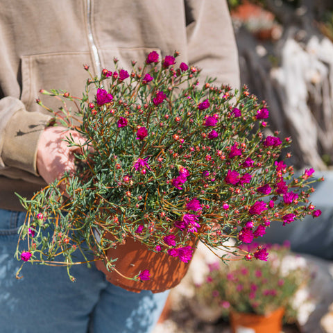 Simegarden Lampranthus