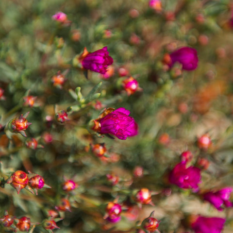 Simegarden Lampranthus