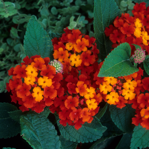 Simegarden Lantana camara 14 cm / Rosso-giallo