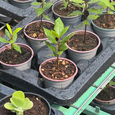 Simegarden Lauro alloro 10 cm