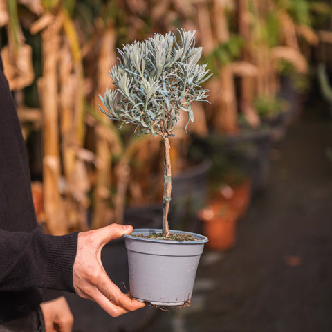 Simegarden Lavanda angustifolia in vaso ad alberello 14 cm