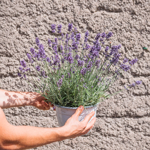 Simegarden Lavanda pianta 22 cm FINE FIORITURA