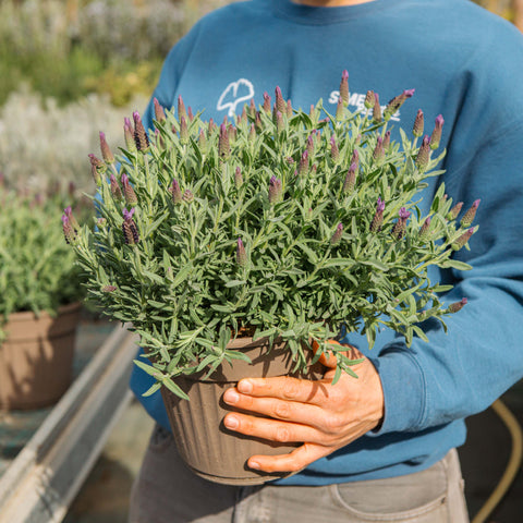 Simegarden Lavanda stoechas 22 cm