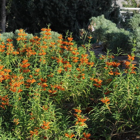 Simegarden Leonotis leonurus 15 cm