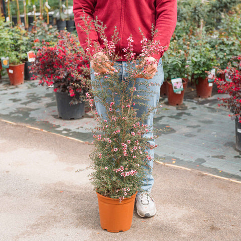 Simegarden Leptospermum scoparium 24 cm