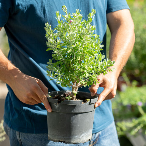 Simegarden Leucophyllum frutescens 18 cm