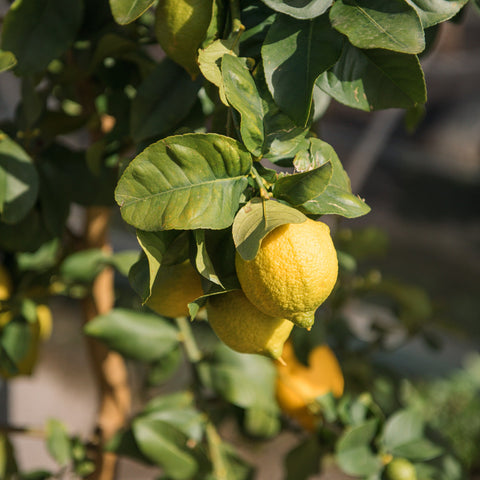 Simegarden Limone pianta 35 cm