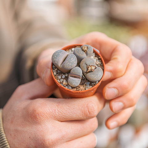 Simegarden Lithops 5.5cm