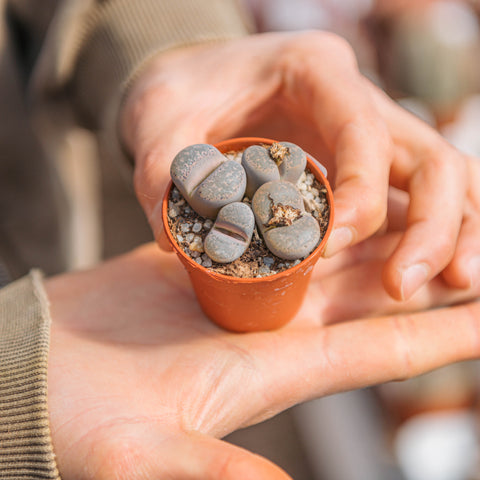 Simegarden Lithops