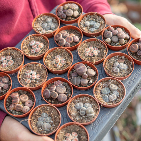 Simegarden Lithops