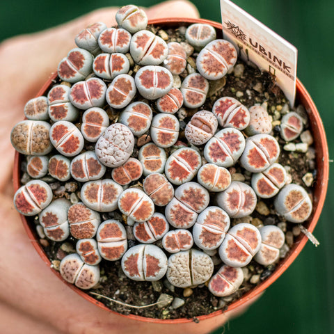Simegarden Lithops 8.5 cm