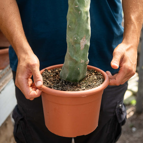 Simegarden Lophocereus schottii major