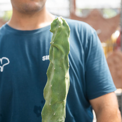 Simegarden Lophocereus schottii major