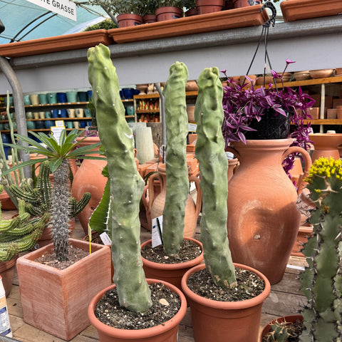 Simegarden Lophocereus schottii major 20 cm