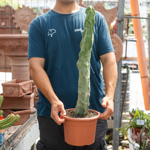 Simegarden Lophocereus schottii major 20 cm
