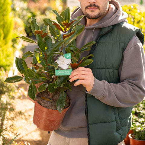 Simegarden Magnolia grandiflora