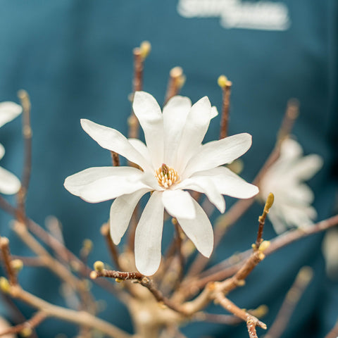 Simegarden Magnolia stellata bonsai 28 cm / Con foglie
