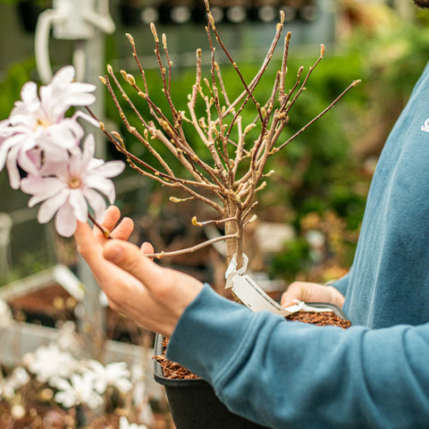 Simegarden Magnolia x loebneri "Leonard Messel" bonsai 28 cm / in riposo vegetativo