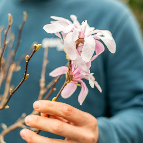 Simegarden Magnolia x loebneri "Leonard Messel" bonsai 28 cm / in riposo vegetativo