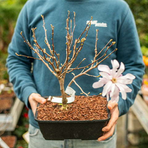Simegarden Magnolia x loebneri "Leonard Messel" bonsai 28 cm / in riposo vegetativo