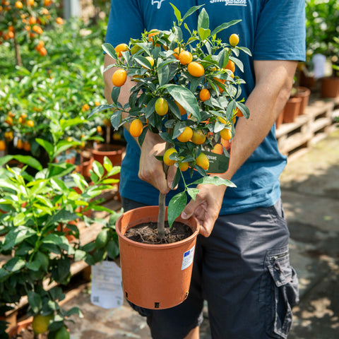 Simegarden Mandarino cinese 22 cm - Kumquat nano