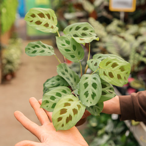 Simegarden Maranta kerchoveana 12 cm