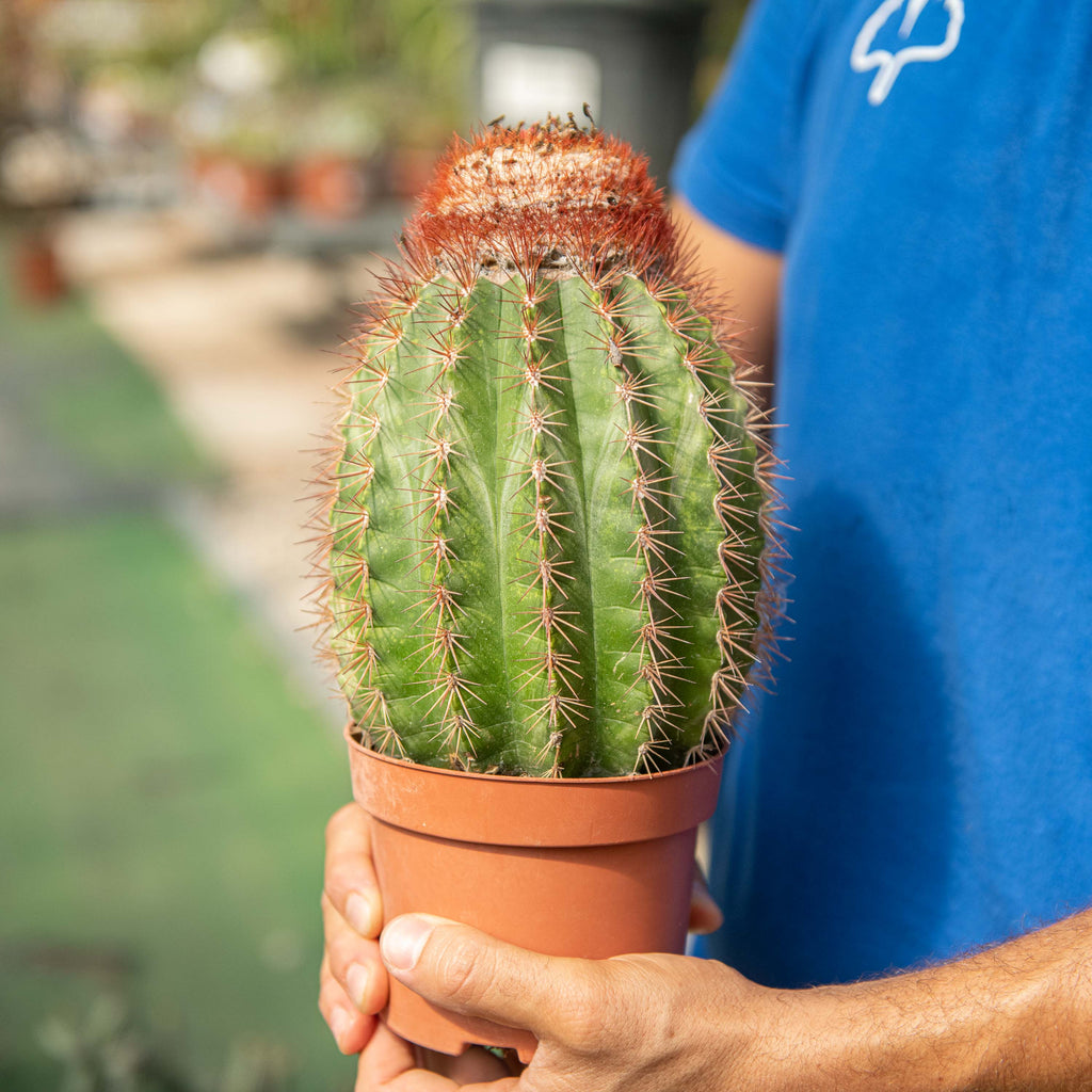 Melocactus broadwayi – Simegarden