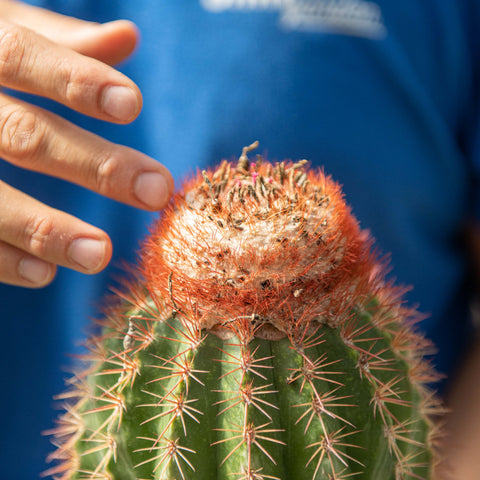 Simegarden Melocactus broadwayi 13 cm - XXL