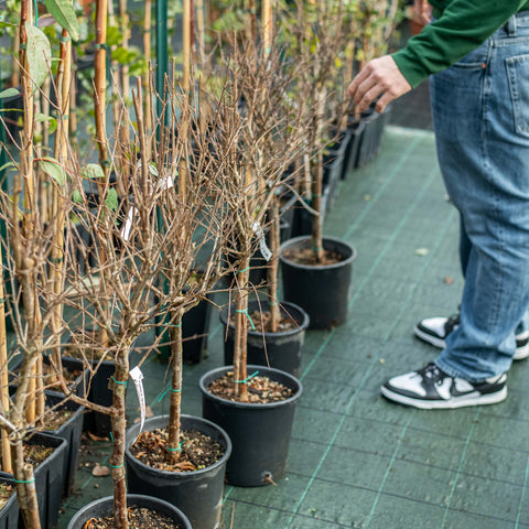 Simegarden Melograno alberello