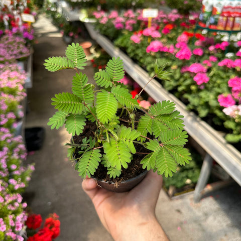 Simegarden Mimosa pudica grande