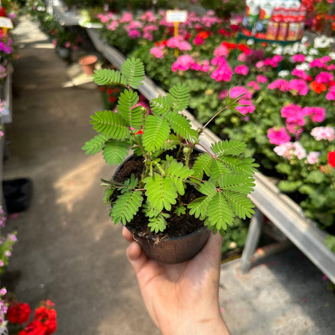 Simegarden Mimosa pudica grande