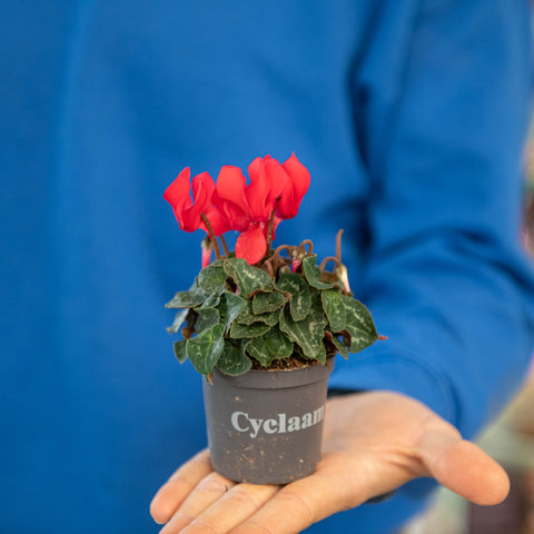 Simegarden Mini ciclamino Rosso / 6 cm