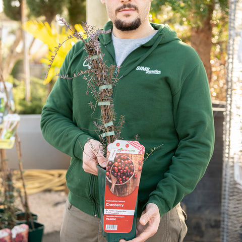 Simegarden Mirtillo americano rosso 12 cm