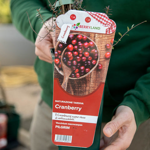 Simegarden Mirtillo americano rosso 12 cm