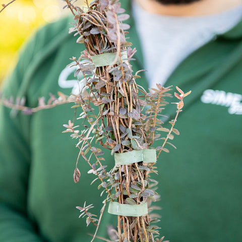 Simegarden Mirtillo americano rosso 12 cm