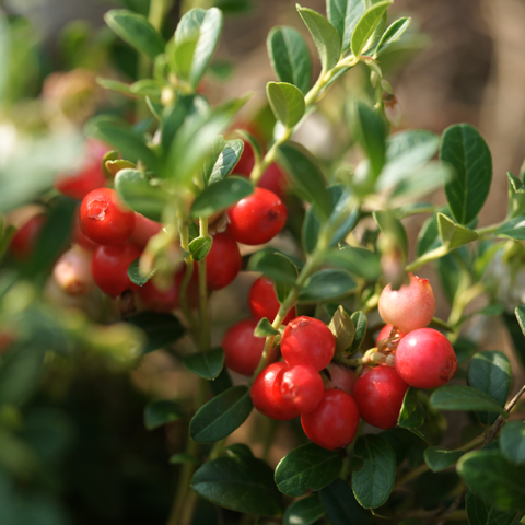 Simegarden Mirtillo americano rosso 12 cm