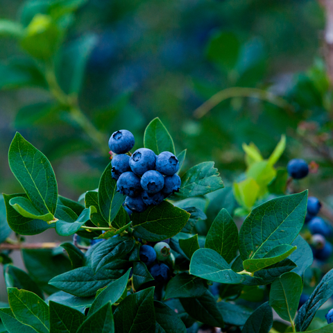 Simegarden Mirtillo corymbosum Jersey 12 cm