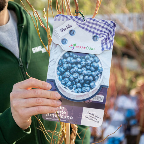 Simegarden Mirtillo legacy 18 cm