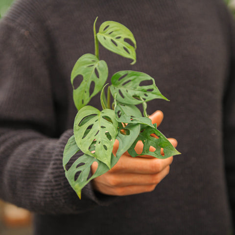 Simegarden Monstera adansonii "laniata" 6 cm