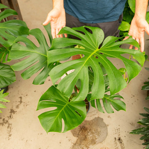 Simegarden Monstera deliciosa