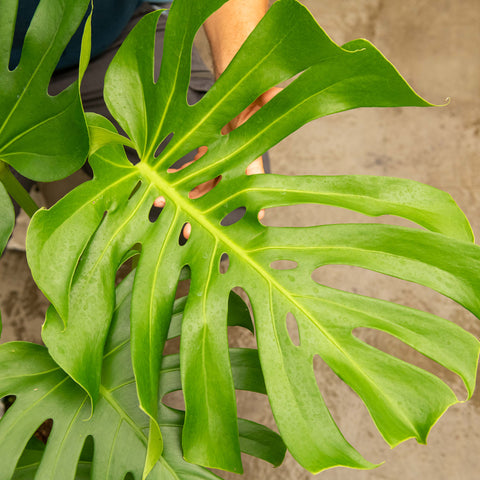Simegarden Monstera deliciosa