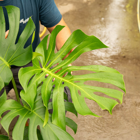 Simegarden Monstera deliciosa
