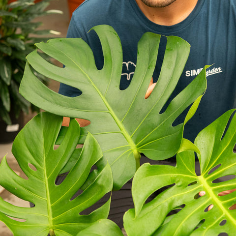 Simegarden Monstera deliciosa