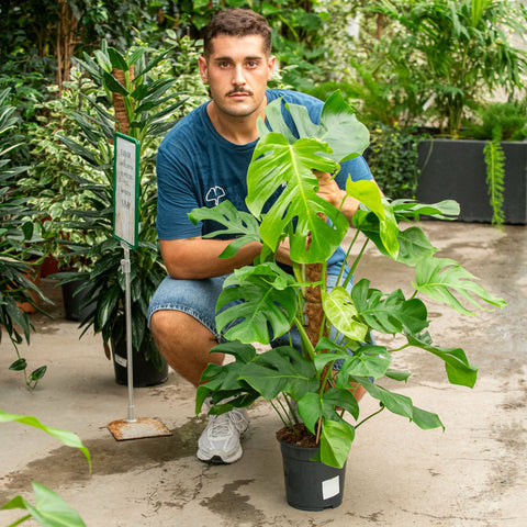 Simegarden Monstera deliciosa 19 cm - Rampicante