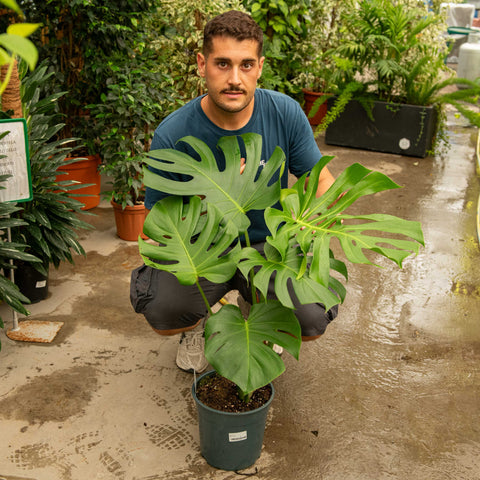 Simegarden Monstera deliciosa 24 cm - Foglie grandi