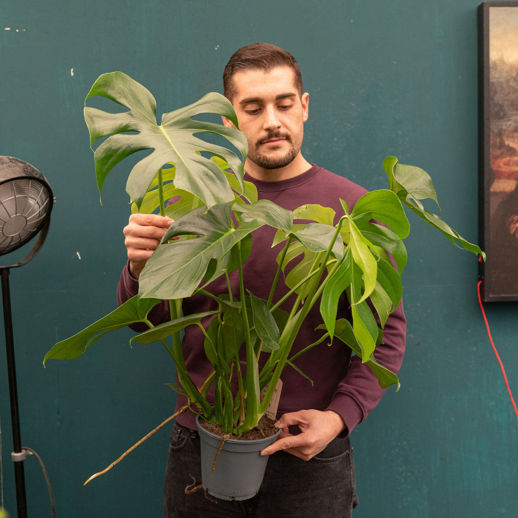 Monstera pianta
