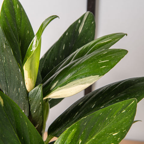 Simegarden Monstera standleyana variegata