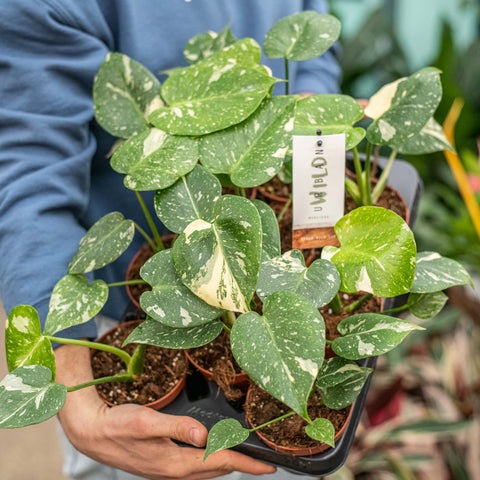 Simegarden Monstera Thai constellation baby