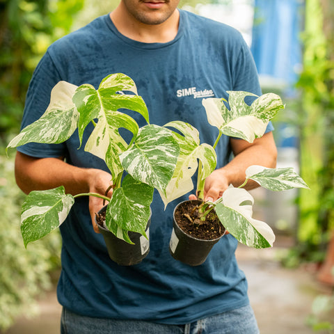 Simegarden Monstera variegata