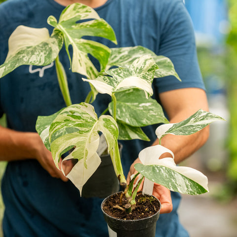 Simegarden Monstera variegata